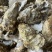 野生牡蛎壳，每个10公分-15公分