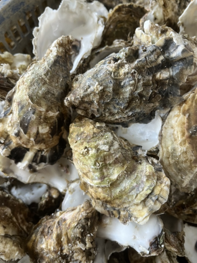 野生牡蛎壳，每个10公分-15公分