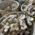 野生牡蛎壳，每个10公分-15公分
