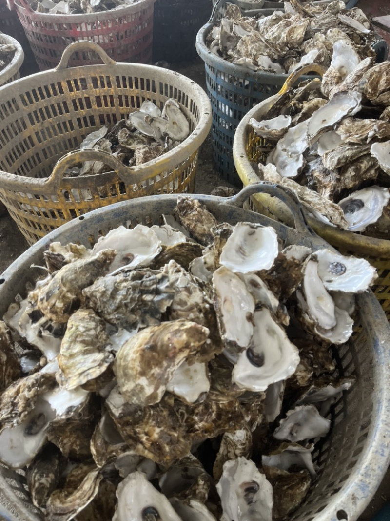 野生牡蛎壳，每个10公分-15公分