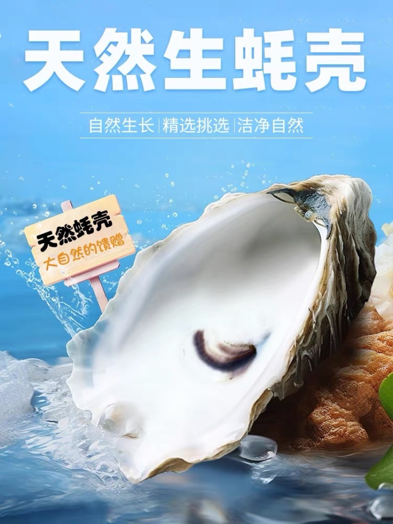 野生牡蛎壳，每个10公分-15公分