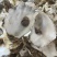 野生牡蛎壳，每个10公分-15公分