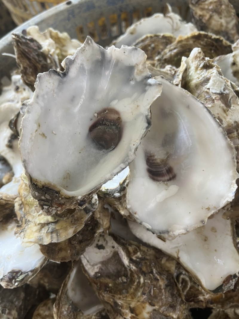 野生牡蛎壳，每个10公分-15公分