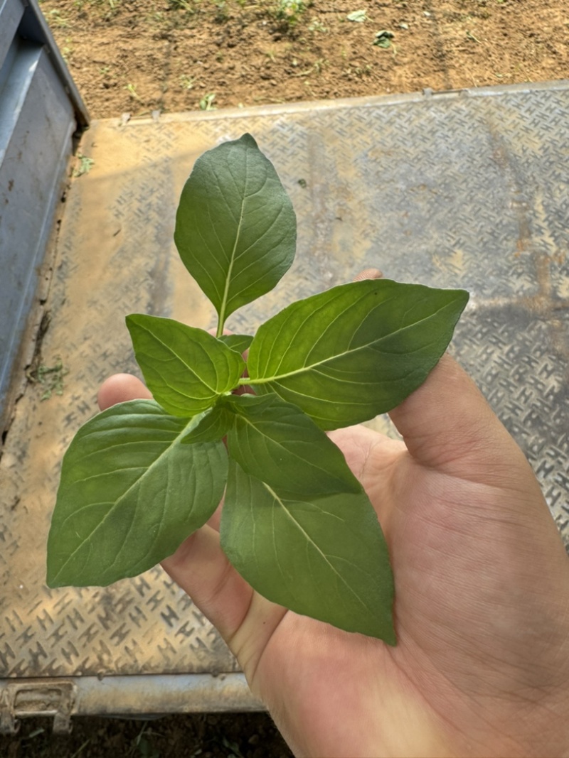 荆芥