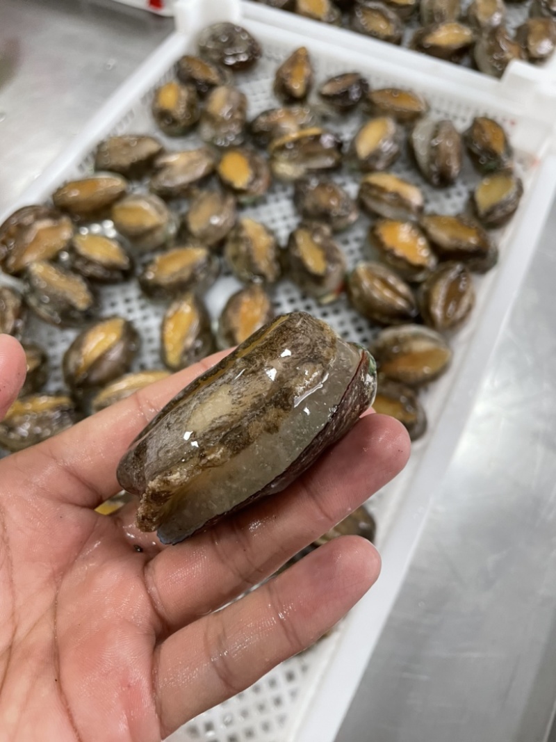 二去鲍鱼鲜活鲍鱼去肠速冻海鲜冻品中C商用可贴牌定批发