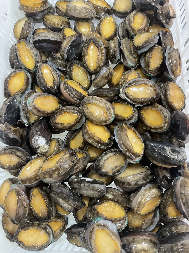 二去鲍鱼鲜活鲍鱼去肠速冻海鲜冻品中C商用可贴牌定批发