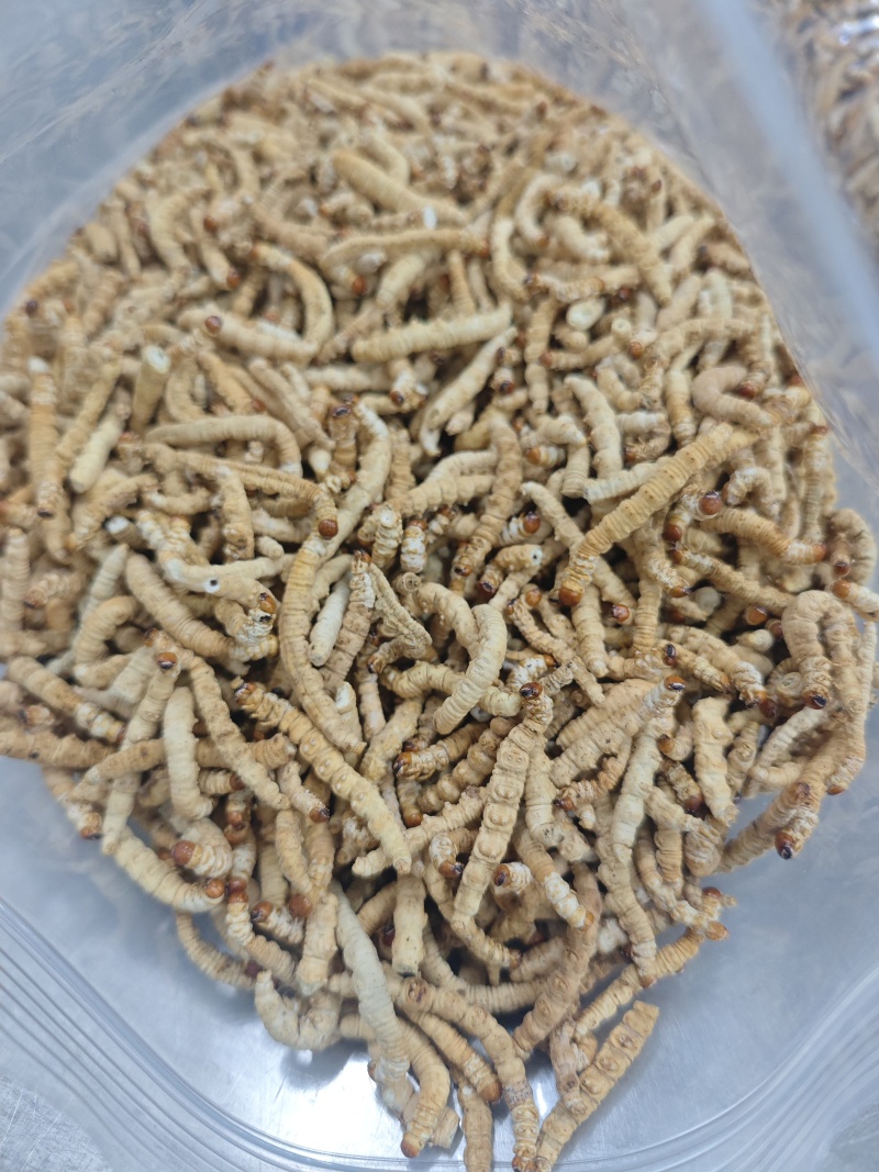 冬虫夏草断草肉节厂家直销原包清水货包邮代发