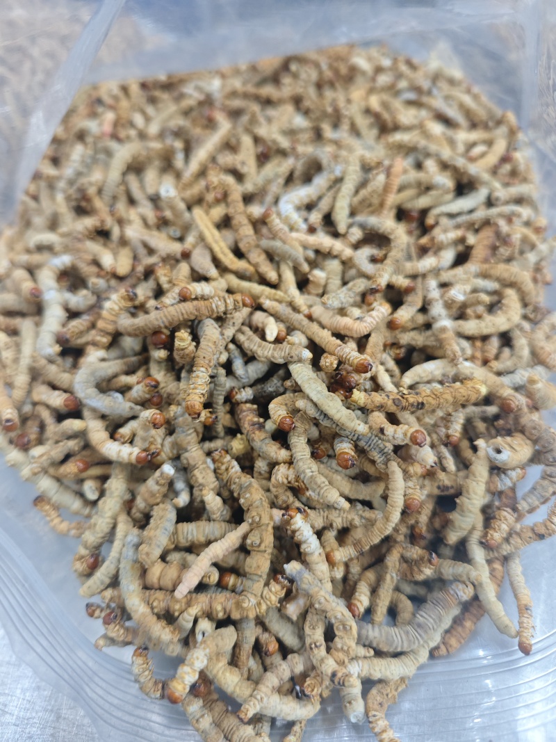 冬虫夏草断草肉节厂家直销原包清水货包邮代发