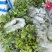 基地直销金果榄苗地苦胆苗驯化苗金果榄种籽地苦胆种植苗