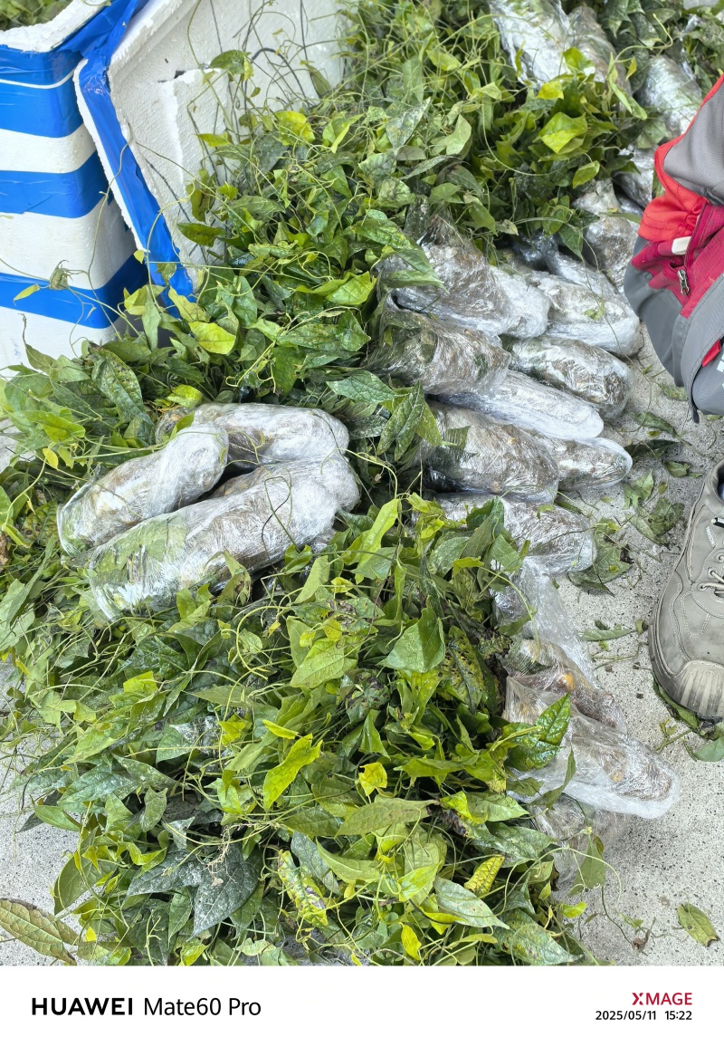 基地直销金果榄苗地苦胆苗驯化苗金果榄种籽地苦胆种植苗