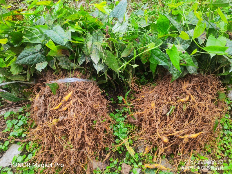 基地直销金果榄苗地苦胆苗驯化苗金果榄种籽地苦胆种植苗