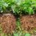 基地直销金果榄苗地苦胆苗驯化苗金果榄种籽地苦胆种植苗