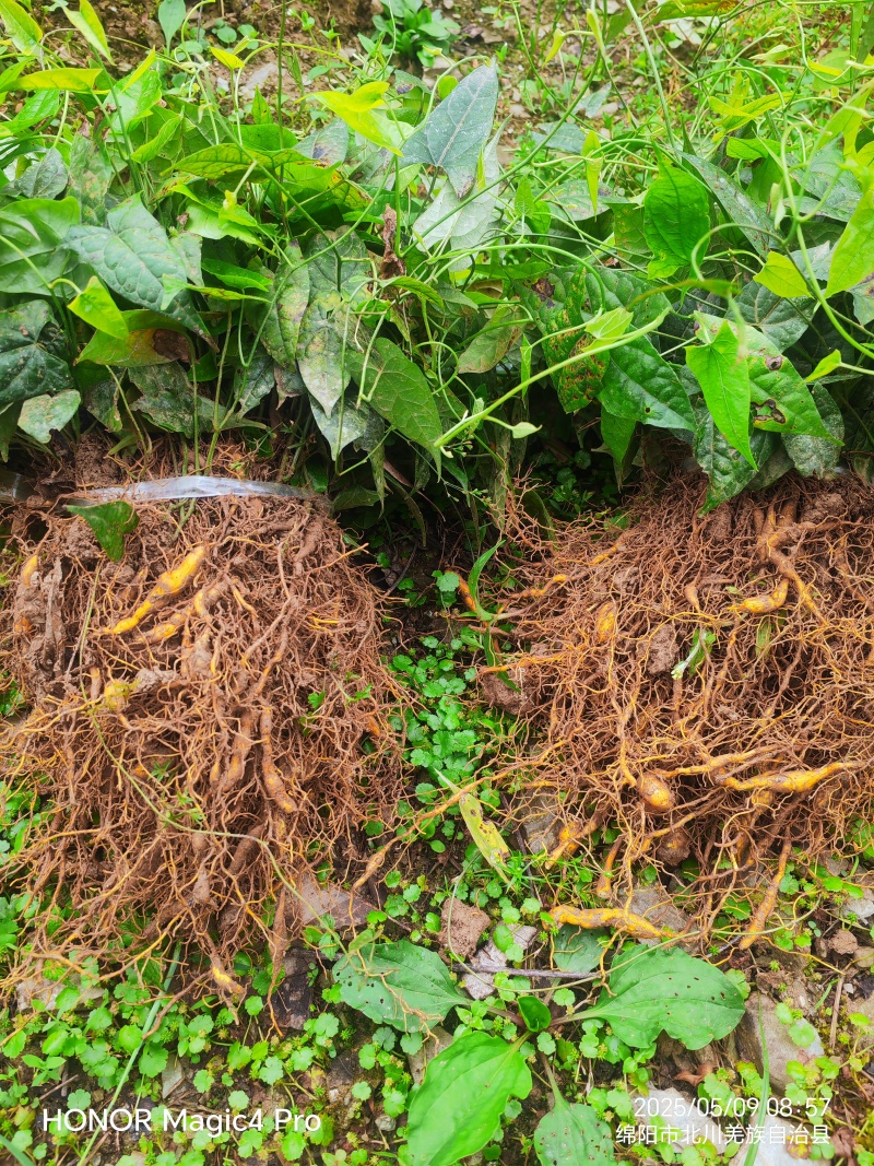 基地直销金果榄苗地苦胆苗驯化苗金果榄种籽地苦胆种植苗