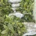 基地直销金果榄苗地苦胆苗驯化苗金果榄种籽地苦胆种植苗