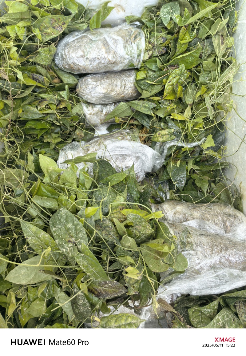 基地直销金果榄苗地苦胆苗驯化苗金果榄种籽地苦胆种植苗