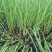 不休眠紫根韭菜苗、高抗病