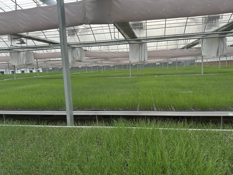 不休眠紫根韭菜苗、高抗病