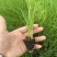 不休眠紫根韭菜苗、高抗病