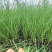 不休眠紫根韭菜苗、高抗病