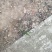 野生山区仙茅
