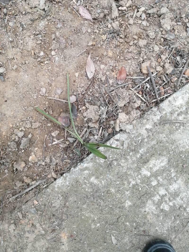 野生山区仙茅