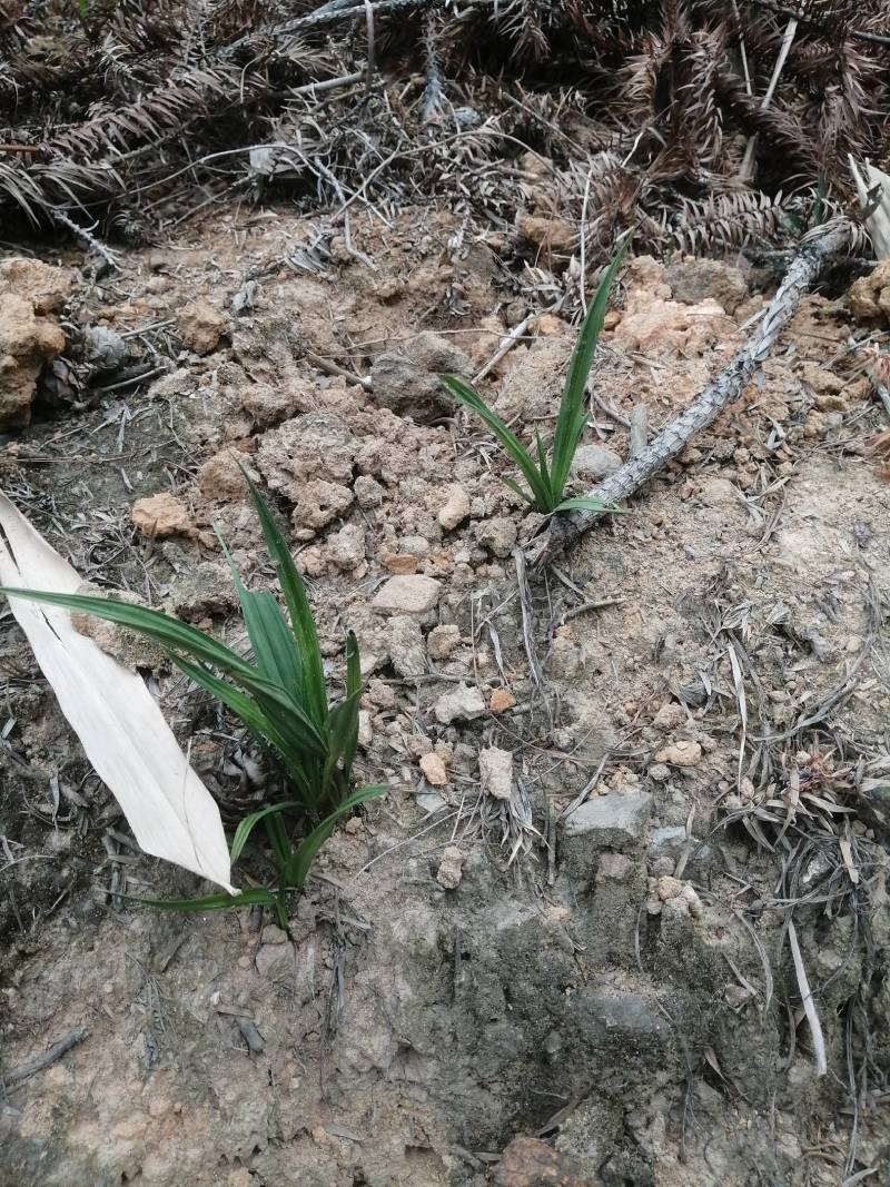 野生山区仙茅