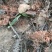 野生山区仙茅