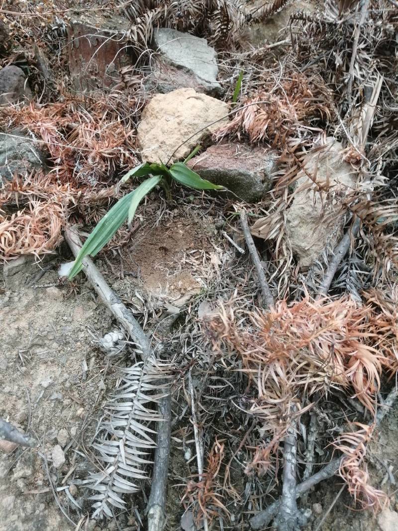 野生山区仙茅