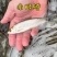赤眼鳟鱼苗红眼鳟赤眼鱼爱跳适应性强淡水养殖食用鱼生杂食路
