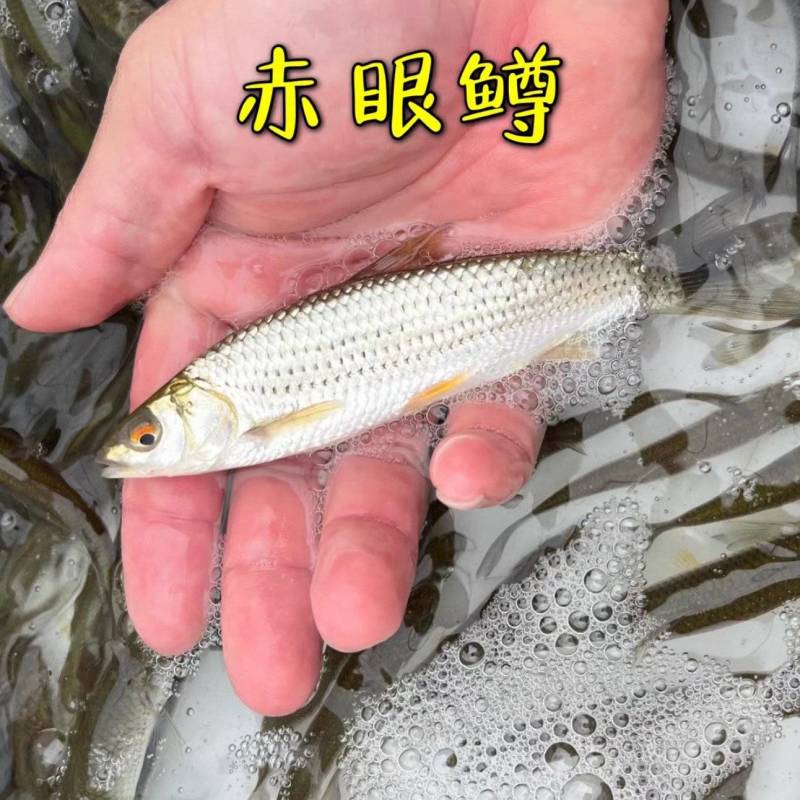 赤眼鳟鱼苗红眼鳟赤眼鱼爱跳适应性强淡水养殖食用鱼生杂食路