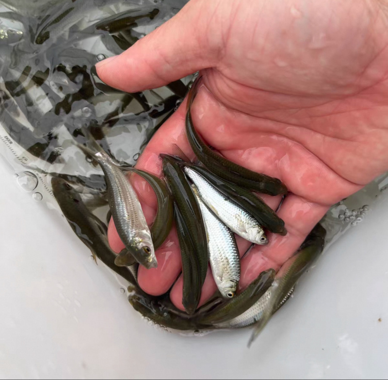 赤眼鳟鱼苗红眼鳟赤眼鱼爱跳适应性强淡水养殖食用鱼生杂食路