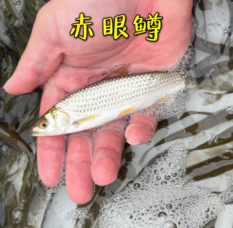 赤眼鳟鱼苗红眼鳟赤眼鱼爱跳适应性强淡水养殖食用鱼生杂食路