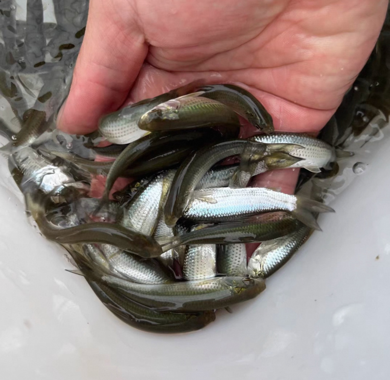 赤眼鳟鱼苗红眼鳟赤眼鱼爱跳适应性强淡水养殖食用鱼生杂食路