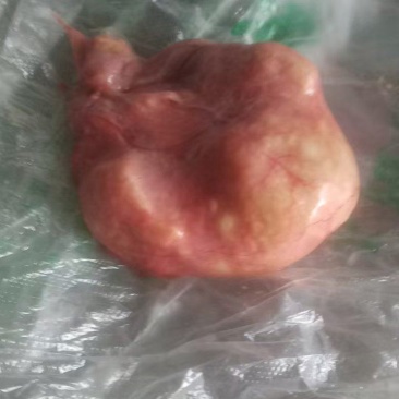 自家鸡宝