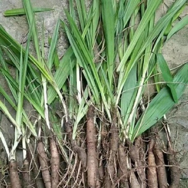 野生山区仙茅
