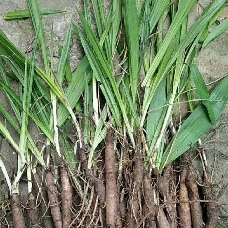 野生山区仙茅