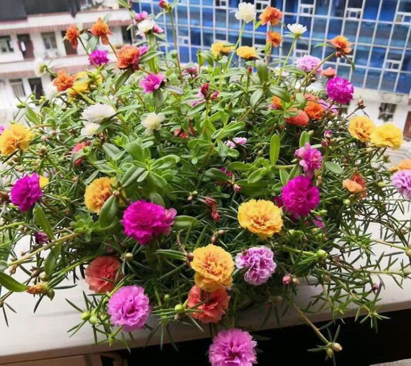 太阳花种子厂家一手货源批发品质保证价格便宜欢迎下单咨询