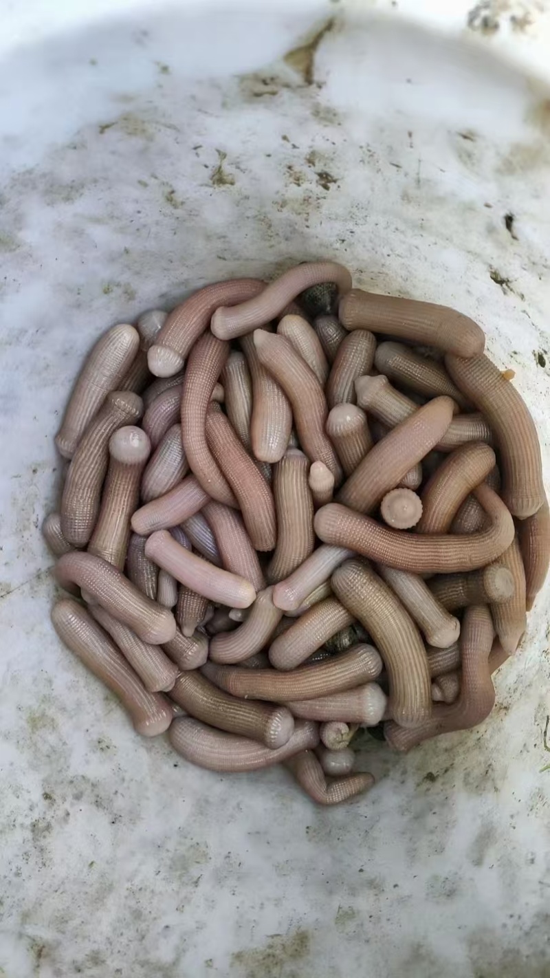 沙虫干