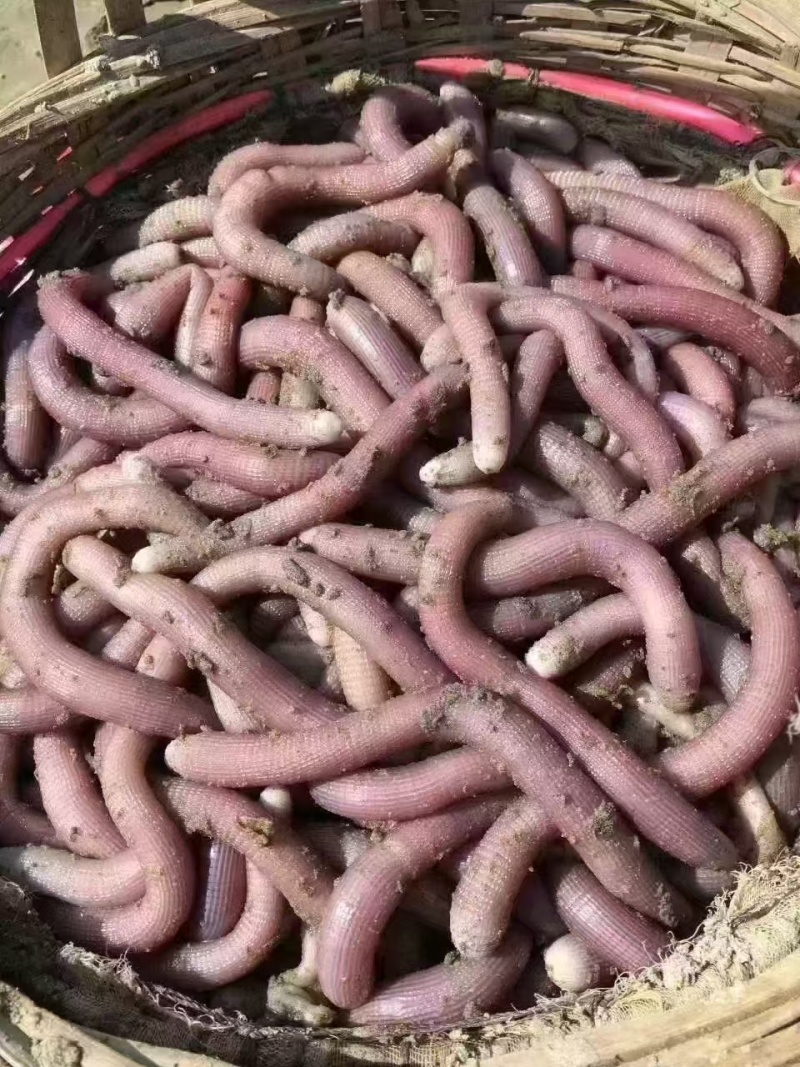 沙虫干