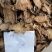 山东土大黄，货量足，年份高，品质保证，规格齐全，欢迎咨询