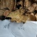 山东土大黄，货量足，年份高，品质保证，规格齐全，欢迎咨询