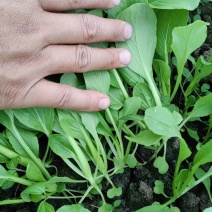 上海金山区鸡毛菜