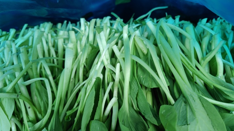 上海金山区鸡毛菜