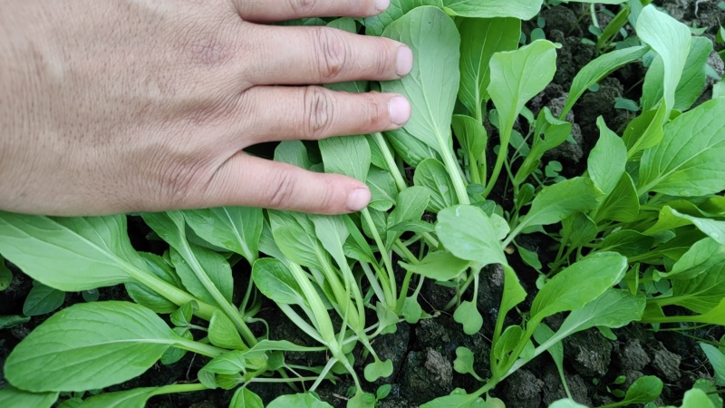上海金山区鸡毛菜