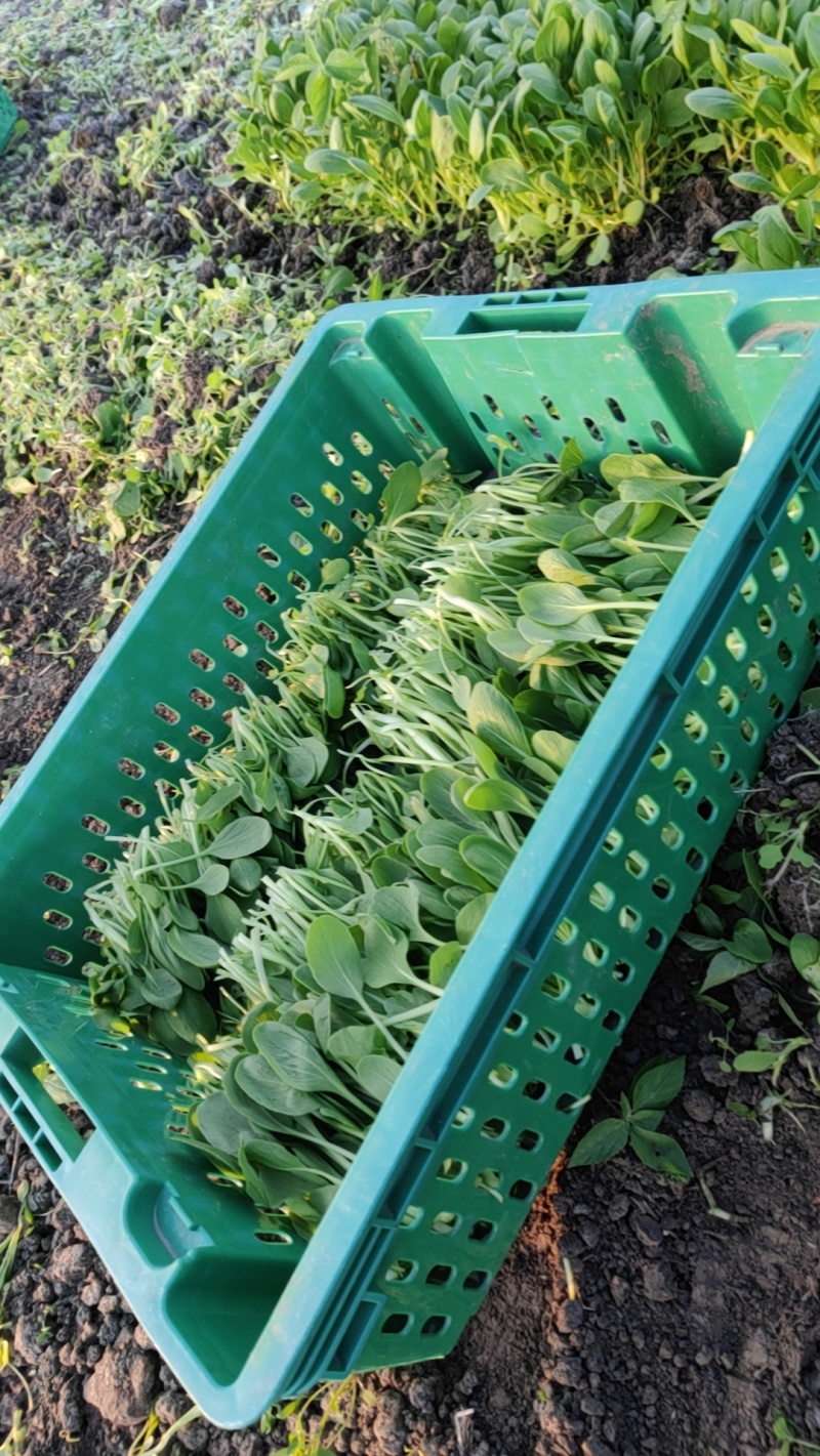 上海金山区鸡毛菜