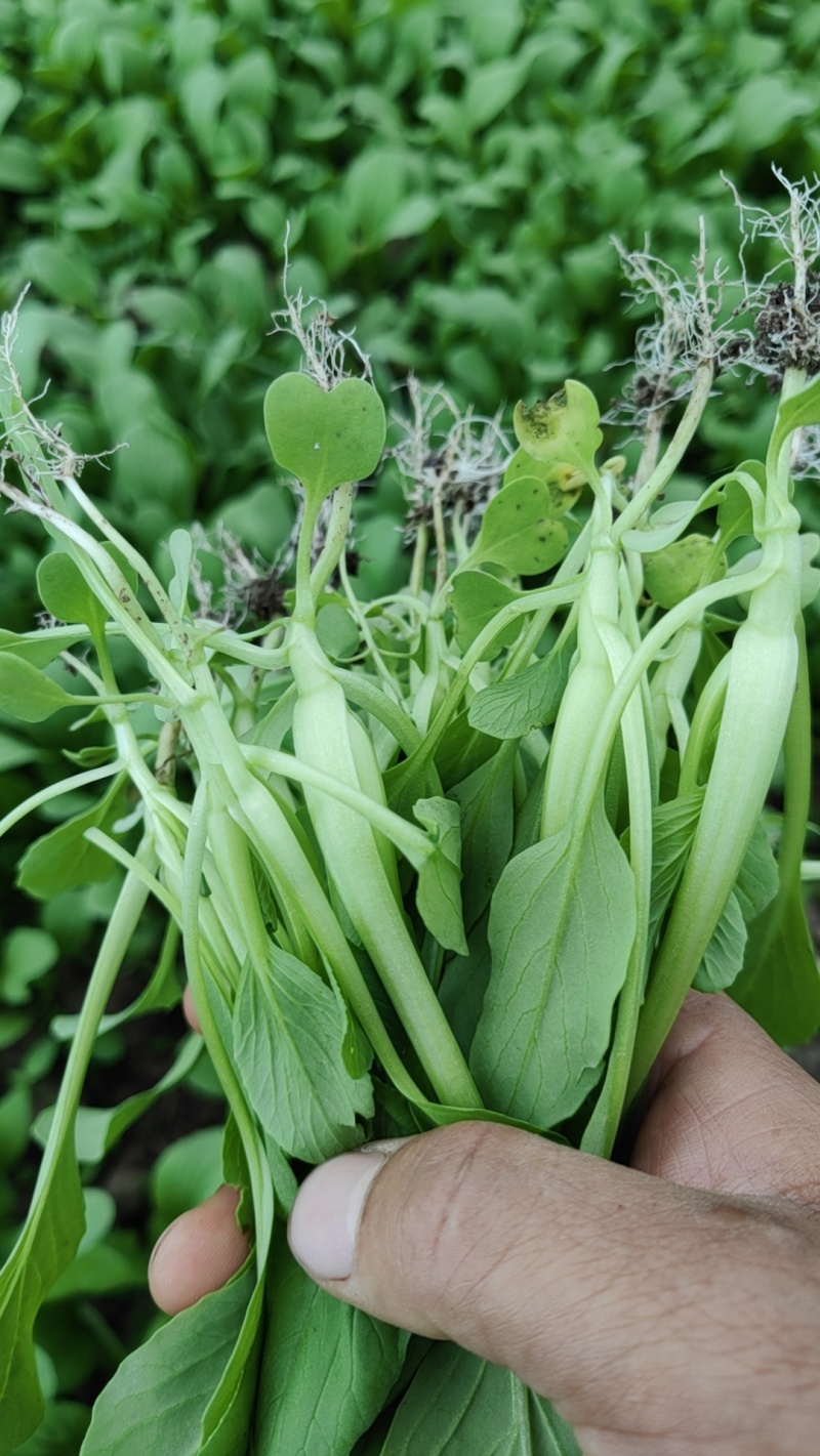 上海金山区鸡毛菜