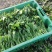 上海金山区鸡毛菜