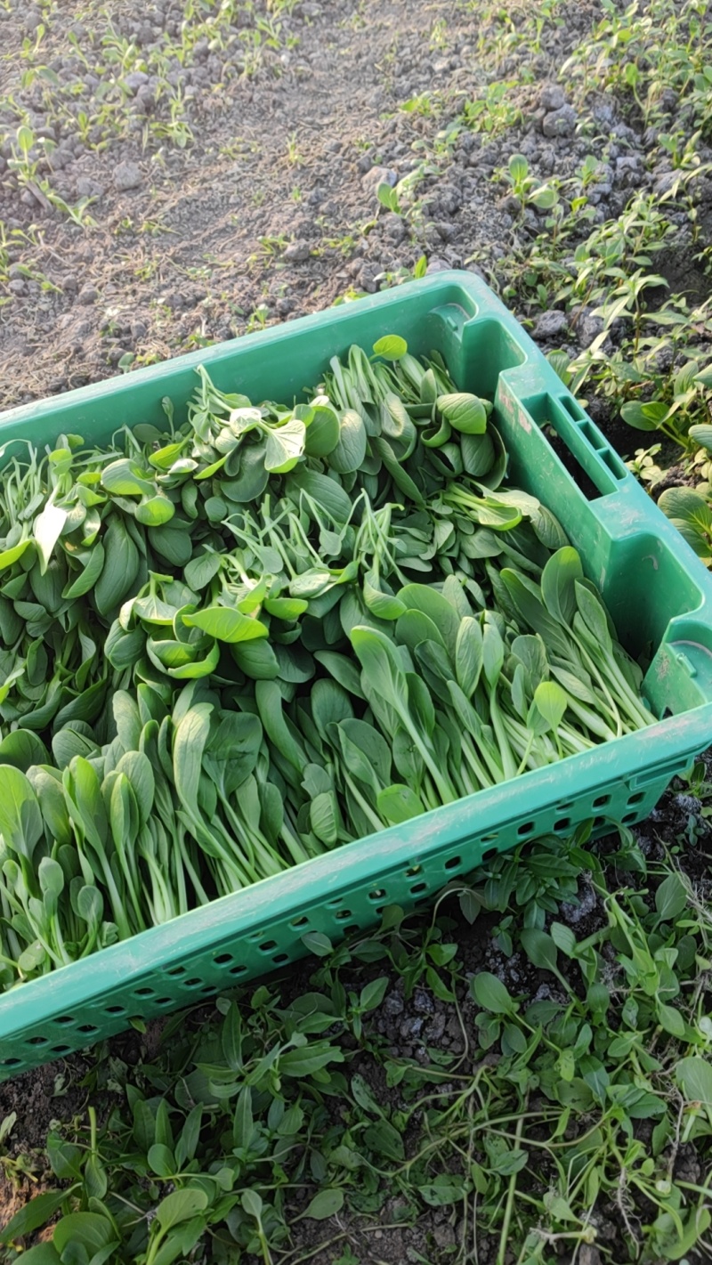 上海金山区鸡毛菜