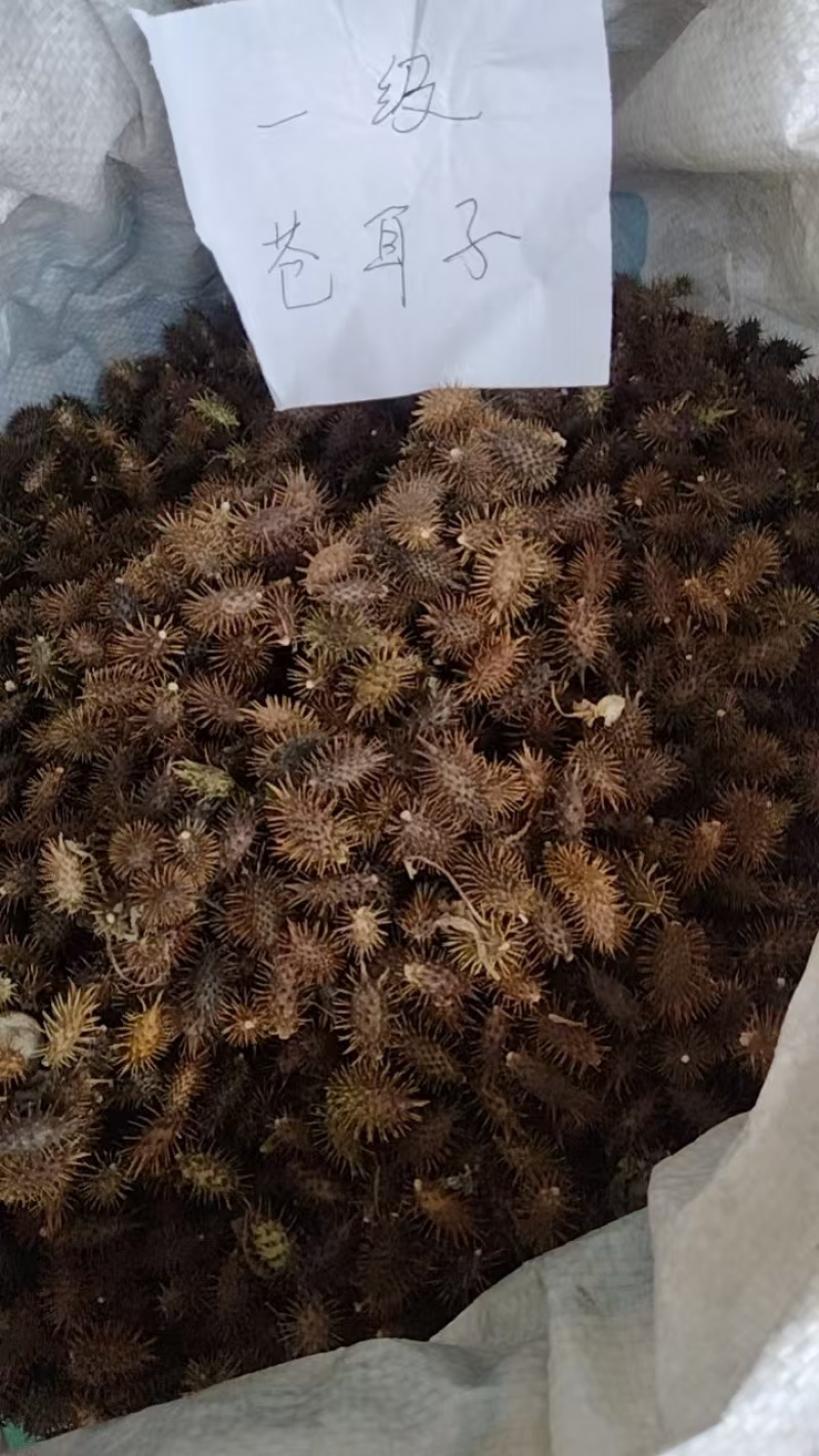 苍耳子，产品质量稳定，货量充足，价格实惠，欢迎咨询
