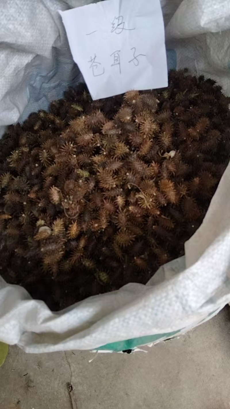 苍耳子，产品质量稳定，货量充足，价格实惠，欢迎咨询